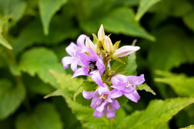 Piccole campane di fiori viola tra le foglie verdi