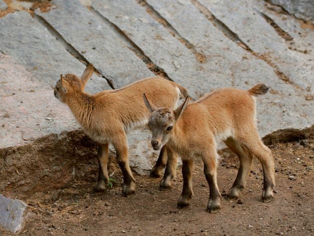 Piccole capre del bambino sul campo in primavera