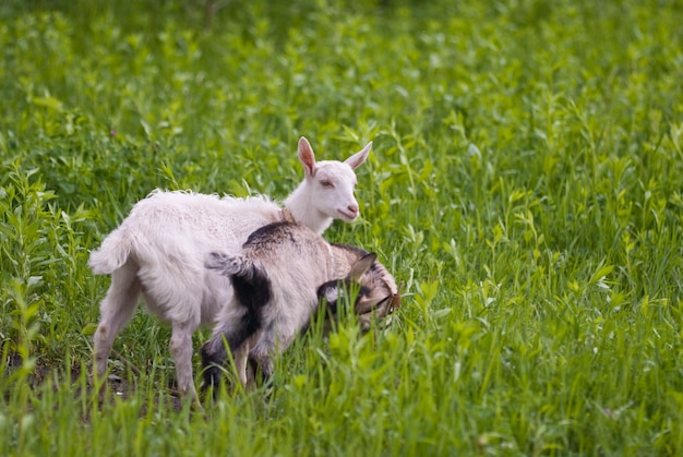 Piccole capre nel campo