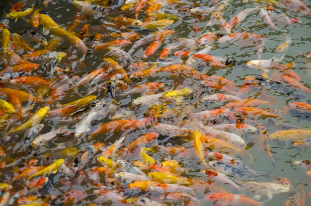 Piccole carpe fantasiose o pesci koi che nuotano e giocano nello stagno in giardino mentre piove