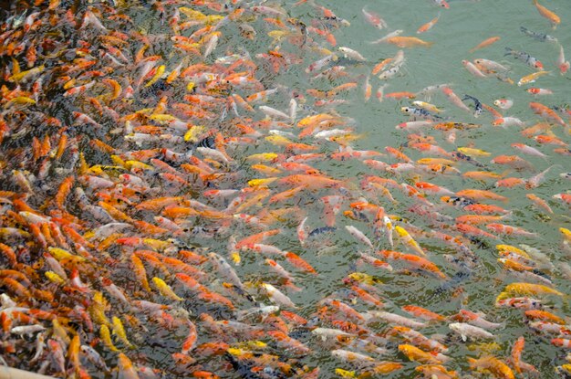 Piccole carpe fantasiose o pesci koi che nuotano e giocano nello stagno in giardino mentre piove