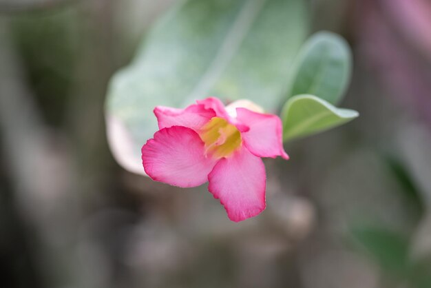 Piccole e belle piante succulente di varie varietà