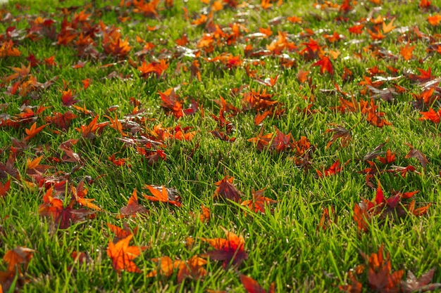 Piccole foglie autunnali gialle giacciono sull'erba verde è autunno