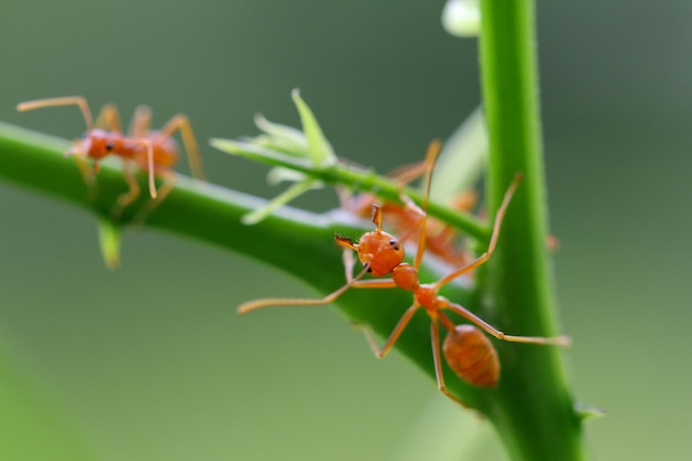 Piccole formiche (Oecophylla smaragdina) che si arrampicano sui rami.