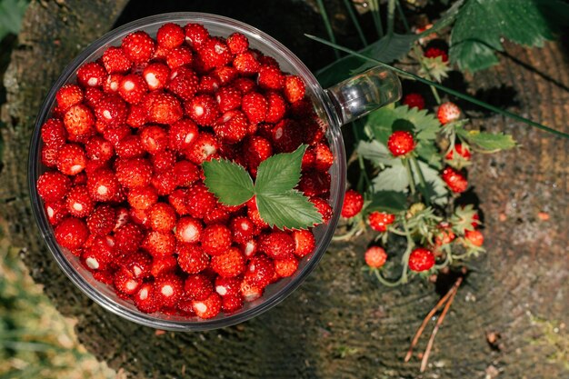 Piccole fragole selvatiche sbucciate succose mature fresche con le foglie verdi in una grande tazza rotonda di vetro trasparente e un piccolo cespuglio di fragole sul vecchio ceppo di legno ammuffito. Cibo salutare. Disposizione piatta. Vista dall'alto