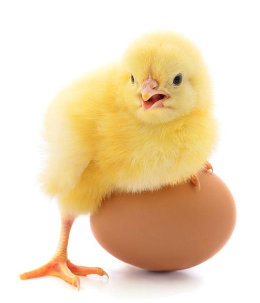 Piccole galline e uova isolate