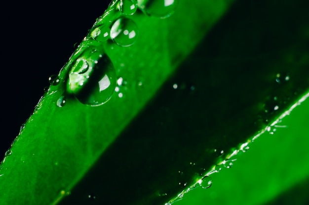 Piccole gocce d'acqua sui bordi di una foglia verde