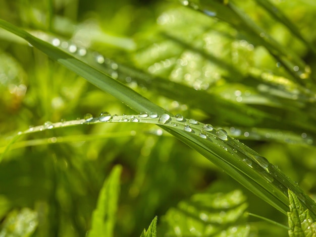 Piccole gocce d'acqua sull'erba