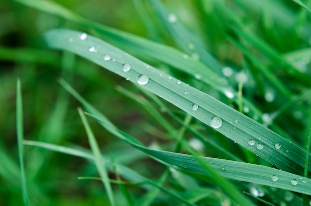 Piccole gocce di pioggia su erba verde