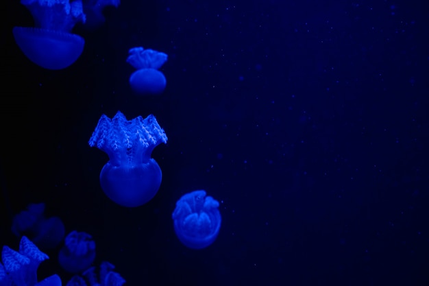 Piccole meduse illuminate con luce blu che nuota in acquario. Sfondo astratto Spazio libero per il testo