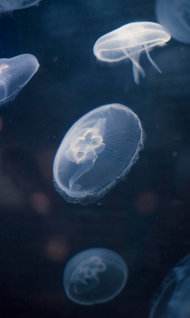 Piccole meduse illuminate con luce blu che nuotano in acquario.