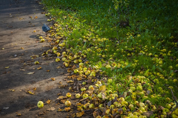 Piccole mele verdi su erba