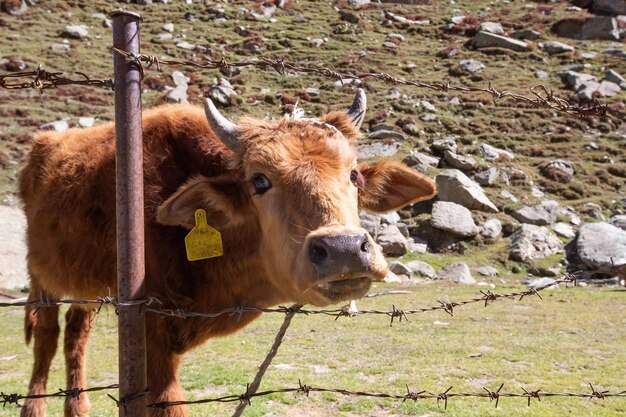 Piccole mucche divertenti nelle montagne pakistane