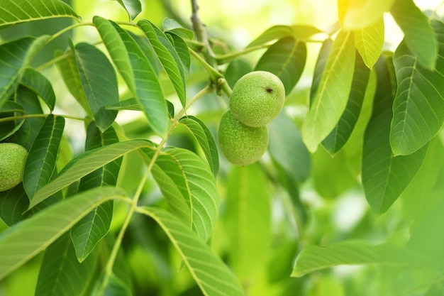 Piccole noci sul noce in Ucraina Verde noci acerbe appendere su un ramo Foglie verdi