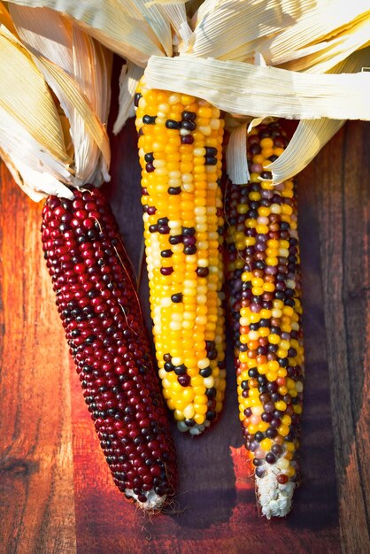 Piccole orecchie di mais colorato decorativo d'autunno, spesso chiamato anche mais indiano