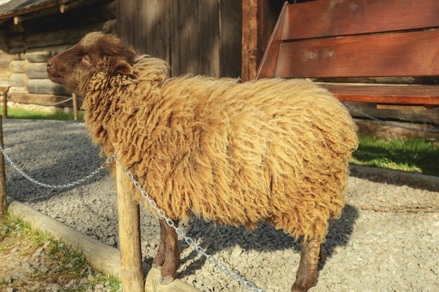 Piccole pecore sveglie in una giornata di sole nel parco