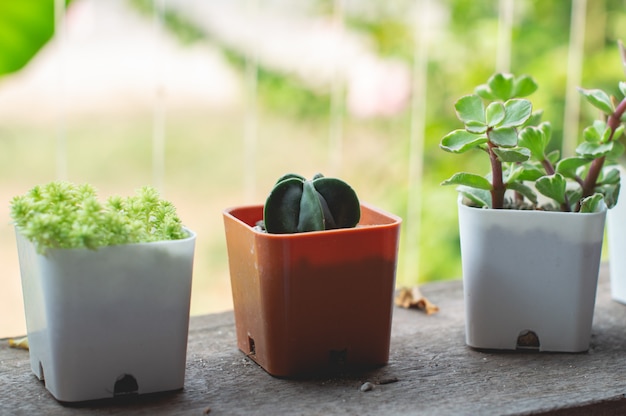 Piccole piante coltivate in vaso per la decorazione