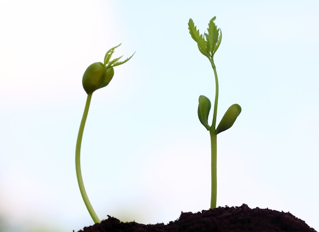 Piccole piante di neem emergono dal terreno