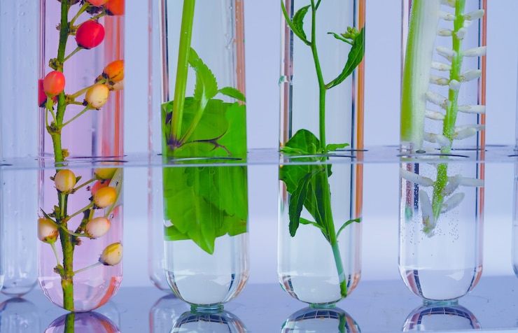 Foto piccole piante in provetta per la ricerca di medicina biotecnologica.