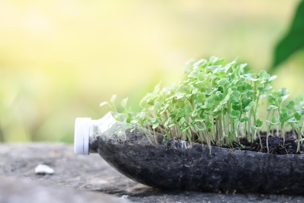 piccole piante o verdure che crescono in bottiglia vaso di plastica riciclare il vaso della bottiglia d'acqua