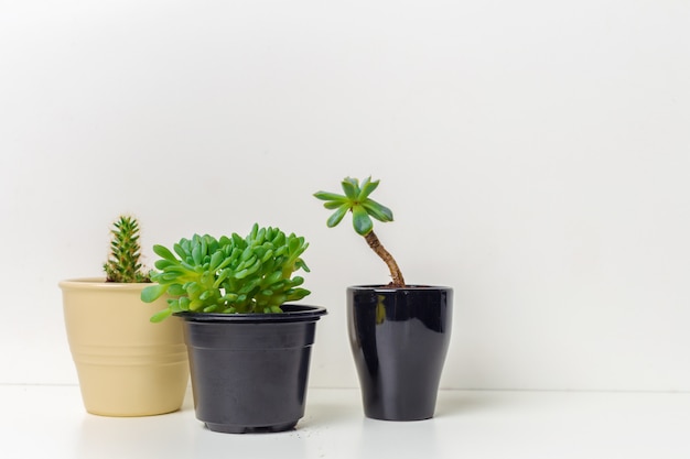 Piccole piante succulente in vaso all&#39;interno della casa