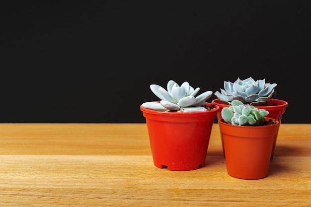 Piccole piante succulente in vaso nell'interno domestico