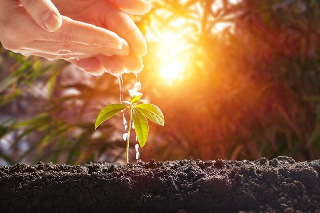 Piccole piante verdi crescono dal terreno