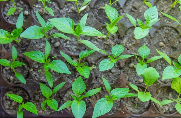 Piccole piantine che crescono in un vassoio in crescita