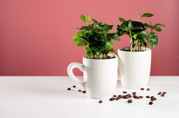 Piccole piantine di una pianta del caffè in tazze bianche