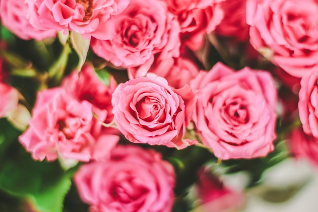 Piccole rose cespuglio rosa su sfondo bianco con un posto per il testo