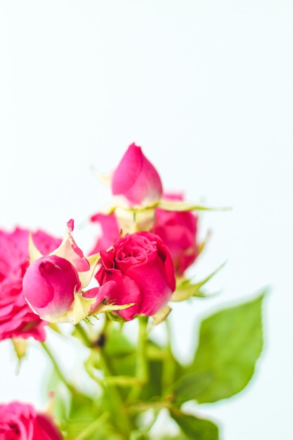 Piccole rose cespuglio rosa su sfondo bianco con un posto per il testo