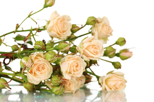 Piccole rose isolate su bianco