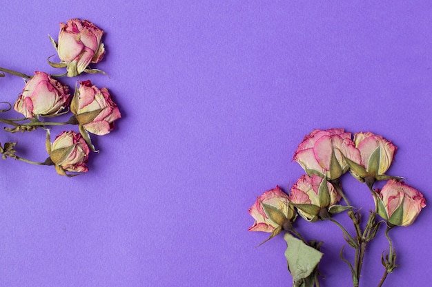Piccole rose secche su sfondo viola