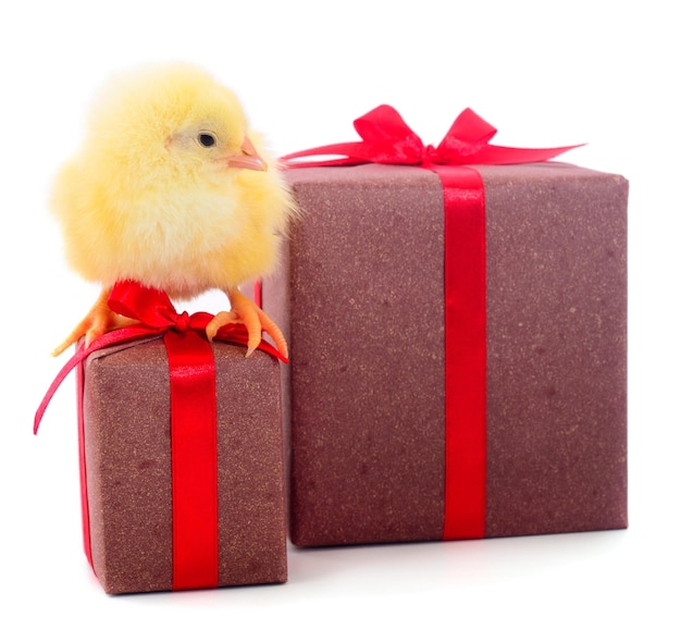 Piccole scatole regalo e pollo isolate