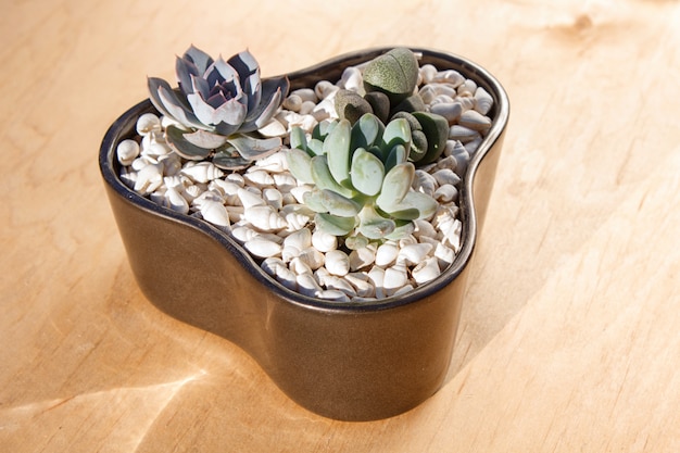 Piccole succulente in una pentola di ceramica