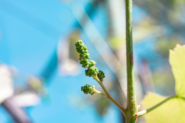 Piccole uve giovani che crescono su una foglia di fondo di un albero