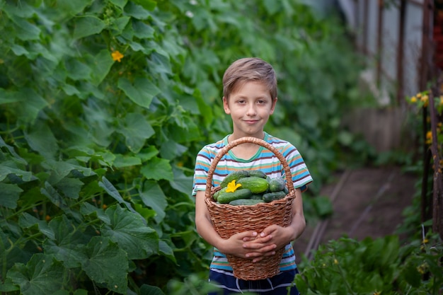 Piccoli agricoltori che tengono grande canestro con il raccolto dei cetrioli casalinghi freschi. Verdure biologiche.