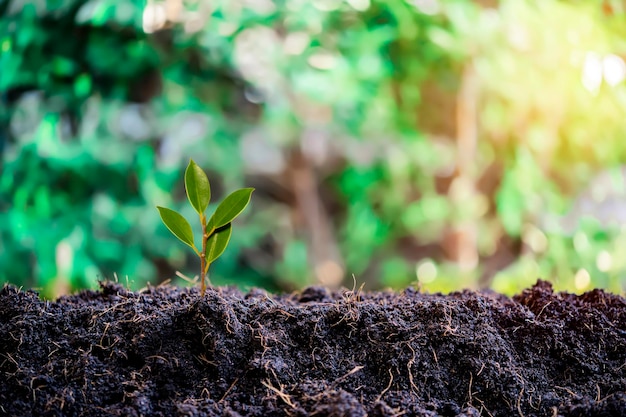 Piccoli alberi crescono in mezzo al sole caldo del mattino