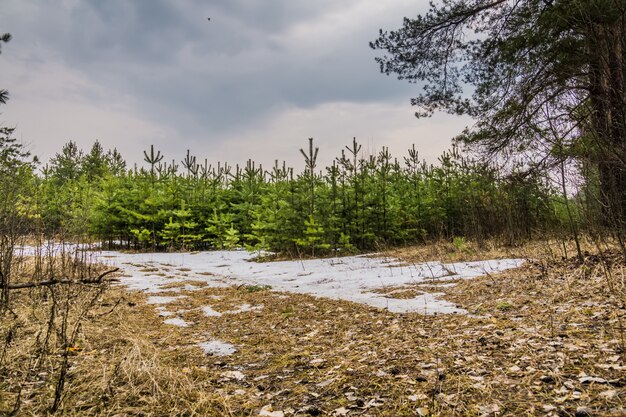 Piccoli alberi di abete rosso