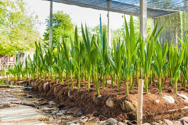 Piccoli alberi di cocco giovani. preparativi per tali varietà per piantare alberi di cocco