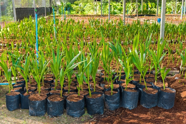 Piccoli alberi di cocco giovani. preparativi per tali varietà per piantare alberi di cocco