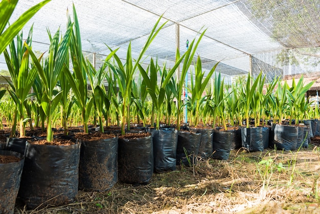 Piccoli alberi di cocco giovani. preparativi per tali varietà per piantare alberi di cocco