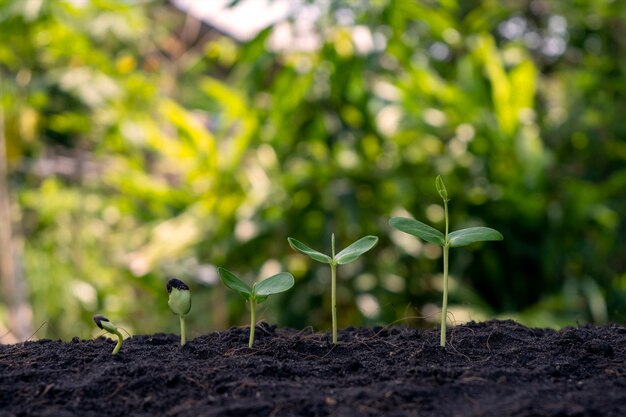 Piccoli alberi di diverse dimensioni che crescono su sfondo verde concetto di cura dell'ambiente e giornata mondiale dell'ambiente.