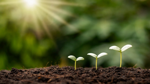 Piccoli alberi di diverse dimensioni in crescita, concetto di cura dell'ambiente e giornata mondiale dell'ambiente.