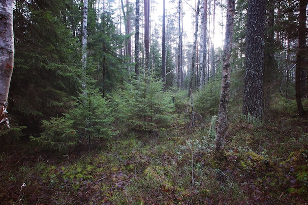 Piccoli alberi di Natale crescono nella foresta.