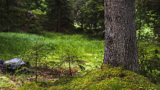 Piccoli alberi freschi nella vista della foresta