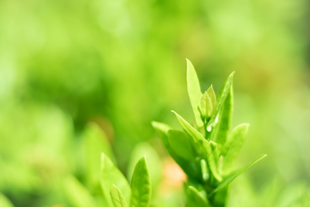 Piccoli alberi stanno crescendo