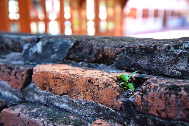 Piccoli alberi verdi che spuntano sul muro di mattoni rossi Rappresenta la speranza e la crescita, soft focus