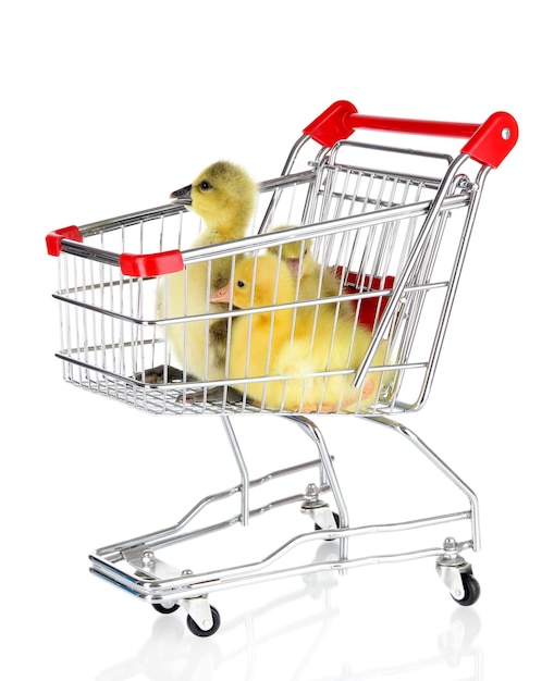 Piccoli anatre in carrello isolati su bianco