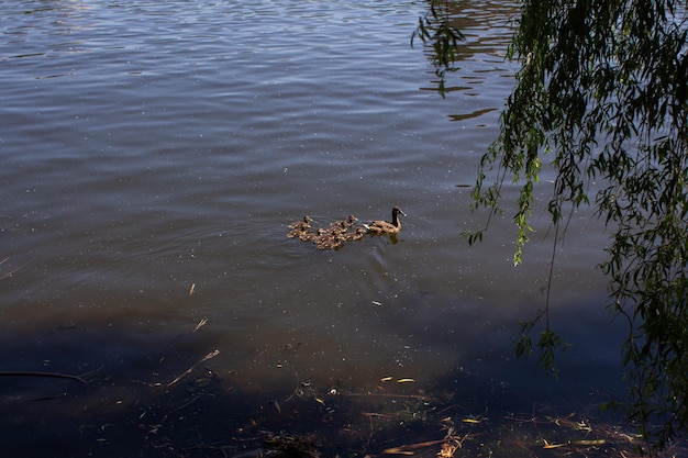 Piccoli anatroccoli accanto a un'anatra nel lago